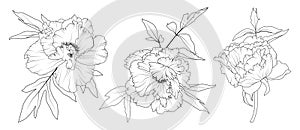 Peony flowers isolated line art set black on white. Perfect for background greeting cards and invitations, wedding