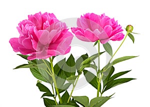 Peony flowers
