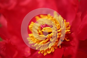 Peony Flowers in Luoyang, China