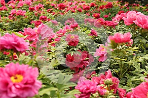 Peony Flowers in Luoyang, China