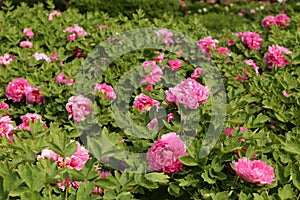 Peony Flowers in Luoyang, China