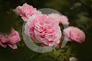 Peony Flowers in Luoyang, China