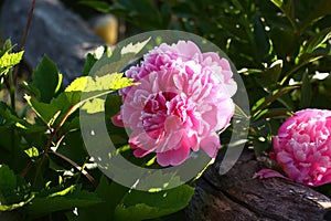 Peony flowers near a log.