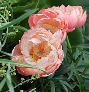 Peony flowers, Peonies in nature, garden. Orange, salmon color -