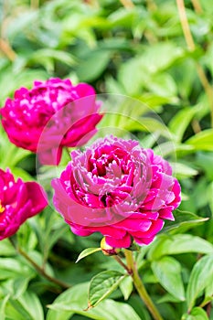 Peony flowers are photographed close-up. Flowers near home