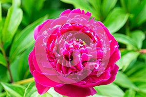 Peony flowers are photographed close-up. Flowers near home