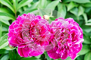 Peony flowers are photographed close-up. Flowers near home