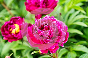 Peony flowers are photographed close-up. Flowers near home