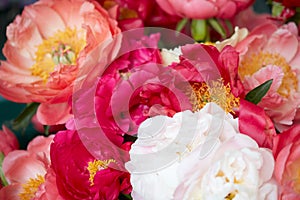 Peony flowers in red, pink and white colors background