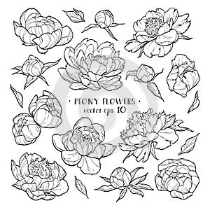 Peony flowers set 1 on white backgrounds. Vector hand drawn illustration