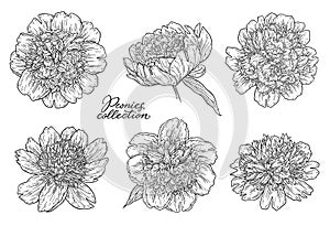 Peony flowers set hand drawn in lines. Black and white graphic doodle sketch floral vector illustration. Isolated on