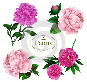 Peony flowers set isolated on a white background