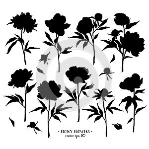 Peony flowers silhouettes set. Vector illustration Isolated on white background.