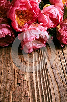 Peony flowers still life backdrop