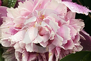 Peony flowers sway in the wind. Macro. A narrow zone of sharpness.