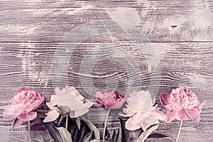 Peony Flowers on Vintage Wooden Boards