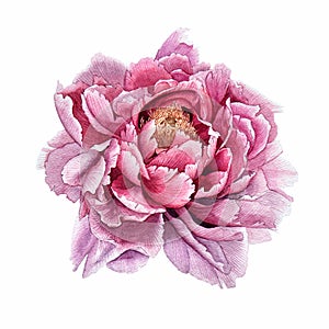 Peony photo