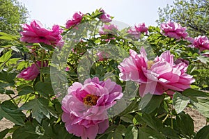 Peony flowres