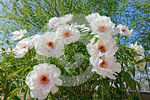 Peony flowres