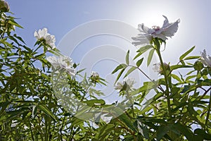 Peony flowres