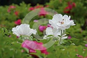 Peony flowres