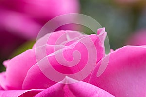 peony fragrant petals as background