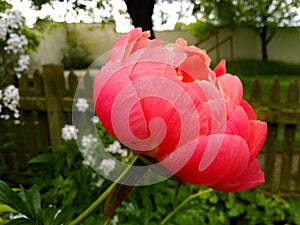 Peony in front of the fence