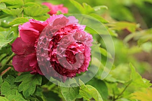 Peony In full bloom