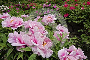 Peony garden