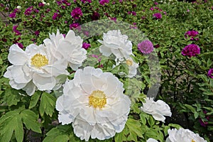 Peony Garden