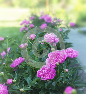 Peony garden, garden bed