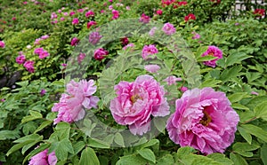 Peony Garden