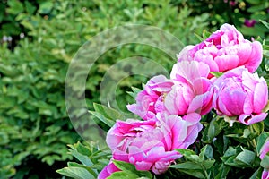 Peony Garden