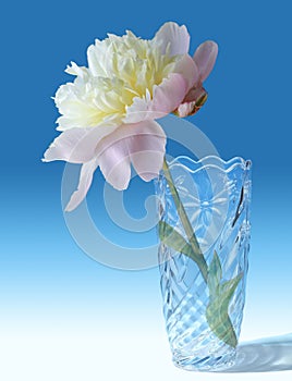 Peony in a glass vase on a blue background.