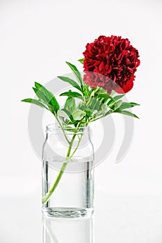 Peony in a glass vase with water