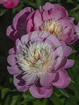 Peony herbaceous varieties Boyle of beauty close-up on green vegetable background photo