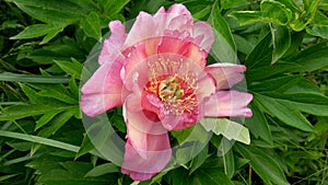 Peony ITO hybrid cultivar Julia Rose