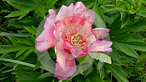 Peony ITO hybrid cultivar Julia Rose photo