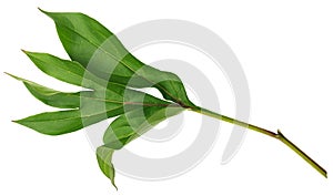 Peony leaf closeup isolated on white background