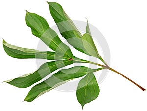 Peony leaf closeup isolated on white background