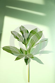 Peony leaf with trend shadows on a green background