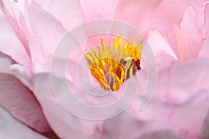 Peony Light Pink CloseUp, Bright Yellow Stamen and Vibrant Red Pistil