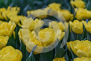 Peony-like tulip Tulipa Nikon bright yellow flowers