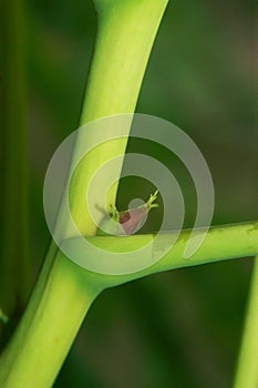 Peony limb Macro