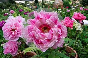 Peony (Moutan) in full bloom with pink petals.