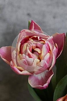 Peony multicolored tulips on a concrete background.