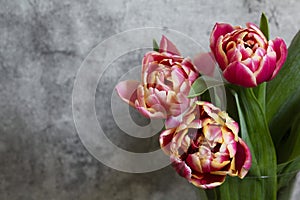 Peony multicolored tulips on a concrete background.