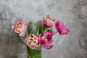 Peony multicolored tulips on a concrete background.