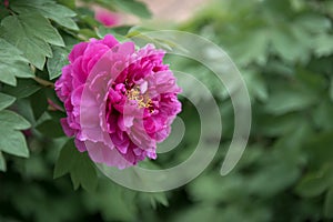 Peony: the National Flower of China