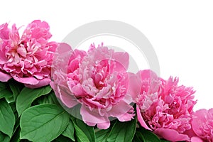 Peony over white background